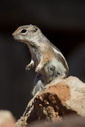 yuma groundsquirrel